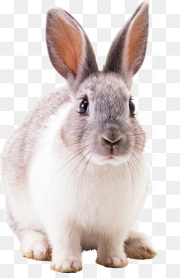  Kelinci  unduh gratis Kelinci  eropa kecil segar kelinci  