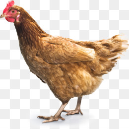 Gambar Daging Unggas Ayam Ayam Pedaging Daging  Ayam gambar  png