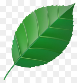 gambar daun teh vektor  Daun  Warna Hijau gambar  png