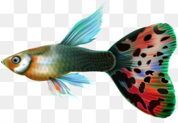 Ikan unduh gratis Lukisan  cat air ikan gambar png