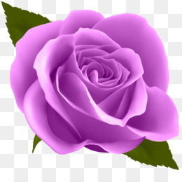 Mawar Ungu Unduh Gratis Blue Rose Ponsel Wallpaper Mawar Ungu Dengan Titik Clipart Gambar Png