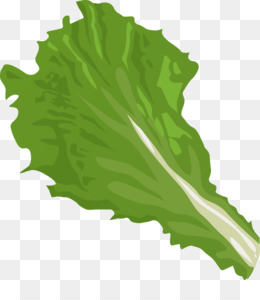 Daun Selada Unduh Gratis Selada Salad Sayur Clip Art Daun Selada Clipart Png Gambar Png