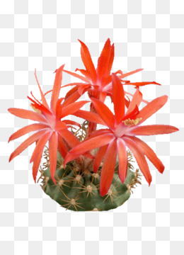  Kaktus  unduh gratis Acanthocereus tetragonus San Pedro 