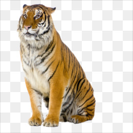 gambar jaguar kartun Harimau unduh gratis Siberian Tiger Clip art Harimau 