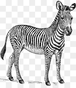 zebra cross unduh gratis - quagga zebra hitam dan putih
