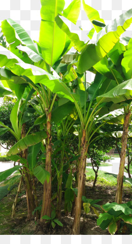  Daun  Pisang  unduh gratis Latundan Pohon  pisang  Tanaman 