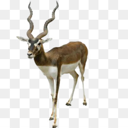 Kijang unduh gratis - Kijang Blackbuck Stock photography Royalty-free