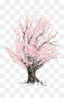 Bunga Sakura Unduh Gratis Cherry Blossom Menggambar Sketsa