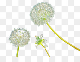 Umum Dandelion  Bunga  Kuning gambar png