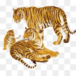 Harimau unduh gratis Siberian Tiger Clip art Harimau 