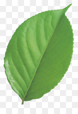 Daun, Monstera, Pabrik gambar png