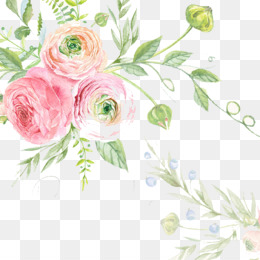 Mawar Emas Unduh Gratis Mawar Taman Pantai Bunga Mawar Pink Naik Rotan Gambar Png