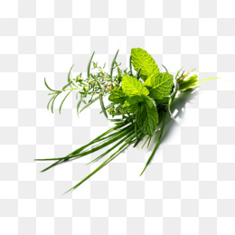 Ramuan unduh gratis Ramuan Rempah Rempah Rosemary Thyme 