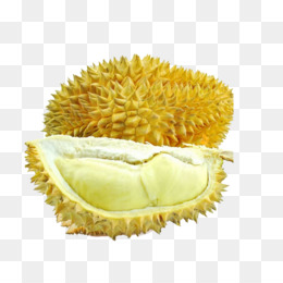  Durian  unduh gratis Durian  Rasa Makanan Buah  Clip art 
