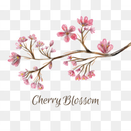  Sakura  Lukisan Cat  Air  Blossom gambar  png