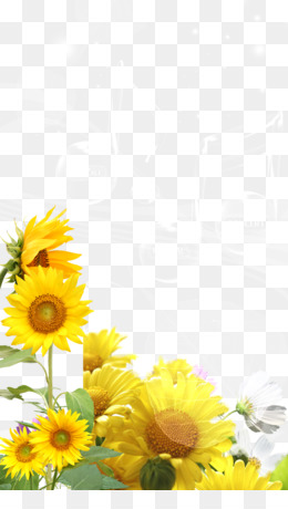 Download 600 Koleksi Background Untuk Bunga Matahari Gratis Terbaru
