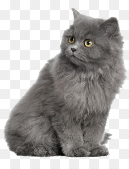 Abu-abu-kucing unduh gratis - Persia kucing British Shorthair 