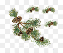 Pinus pohon Clip art - Transparan Pohon Pinus PNG Gambar unduh gratis