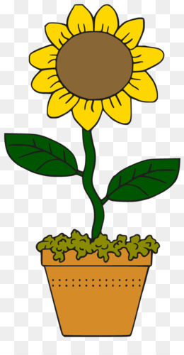 Kartun Bunga Matahari Unduh Gratis Umum Bunga Matahari Menggambar File Komputer Kartun Bunga Matahari Bunga Gambar Png