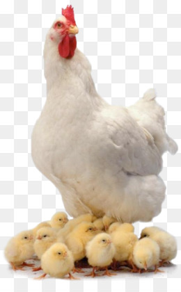  Ayam  unduh gratis Kari ayam  Broiler hewan Hewan Ternak 