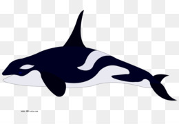 Orca Unduh Gratis Paus Pembunuh Shamu Clip Art Orca Cliparts Gambar Png