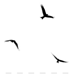  Burung  Stiker  Dinding Stiker  gambar  png