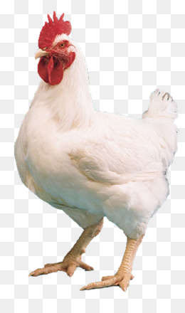  Ayam  Pedaging unduh gratis Ayam  sebagai makanan ayam  