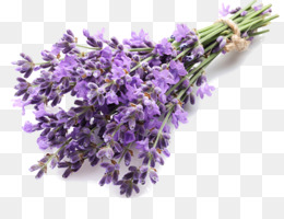  Lavender  Inggris unduh gratis Bunga  stiker Dinding 