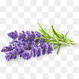  Lavender  Inggris unduh gratis Bunga  stiker Dinding 