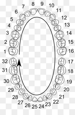 Gigi Bayi Unduh Gratis Universal Sistem Penomoran Gigi Notasi Gigi Manusia Fdi World Dental Federation Notasi Dokter Gigi Gigi Bayi Gambar Png