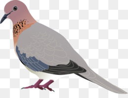 Tekukur Biasa Unduh Gratis Columbidae Burung Domestik Merpati Clip Art Pigeon Gambar Png