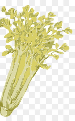 Seledri unduh gratis - Celeriac Daun seledri Organik 