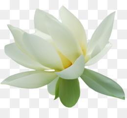 Nelumbo Nucifera Kartun  Gambar  gambar  png