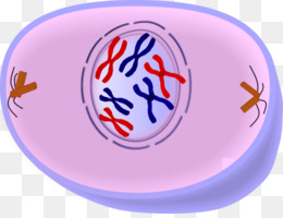 sel siklus sel mitosis gambar png sel siklus sel mitosis gambar png