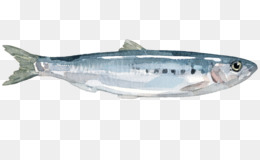  Ikan  Gambar  Sarden gambar  png