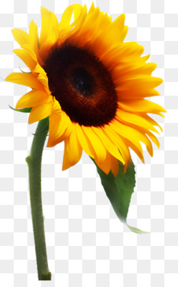 Umum Bunga Matahari Unduh Gratis Gambar Bunga Matahari