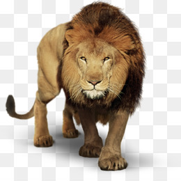 Singa unduh gratis Kelinci Lionhead Tato  Harimau Clip 
