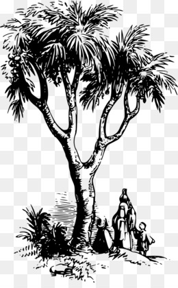 kurma unduh gratis - asia palmyra palm babassu arecaceae