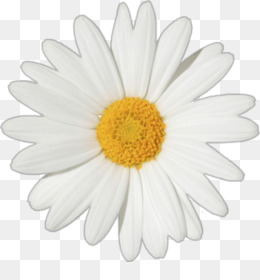  Daisy  Umum Bunga  Chamomile gambar  png