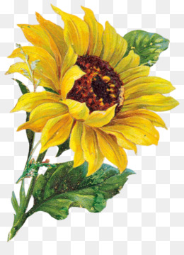 Lukisan Bunga Matahari Unduh Gratis Umum Bunga Matahari Biji Bunga Matahari Kartun Clip Art Lukisan Bunga Matahari Gambar Png