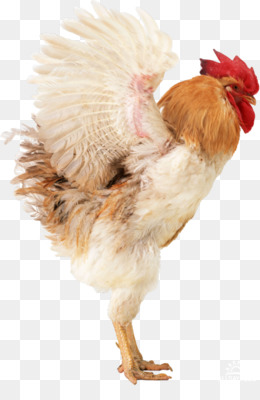 Gambar Daging Unggas Ayam Ayam Pedaging Daging  Ayam gambar  png