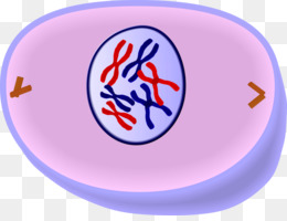 sel siklus sel mitosis gambar png sel siklus sel mitosis gambar png