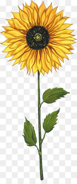 Lukisan Bunga Matahari Unduh Gratis Umum Bunga Matahari Biji Bunga Matahari Kartun Clip Art Lukisan Bunga Matahari Gambar Png