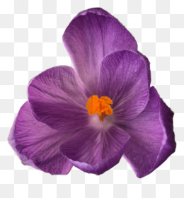 Bunga Saffron Unduh Gratis Saffron Crocus Musim Gugur Produk Rempah Rempah Bunga Saffron Gambar Png