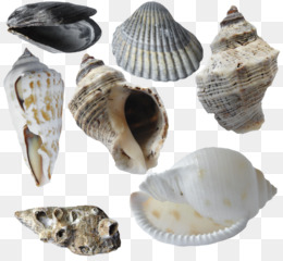 Kerang, Euclidean Vektor, Moluska Shell gambar png