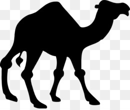 Gambar Unta Dromedary Sahara Unta Kereta gambar png