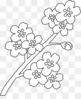 gambar bunga sakura kartun hitam putih