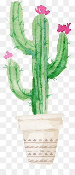  Kaktus  unduh gratis Acanthocereus tetragonus San Pedro 