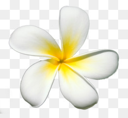 Bunga, Logo, Hitam Dan Putih gambar png
