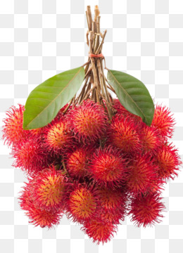  Rambutan  unduh gratis Rambutan  Nephelium chryseum Buah  